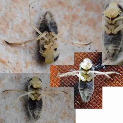 Sigara lateralis